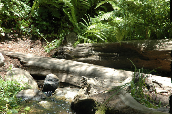Soberanes Canyon 074.jpg